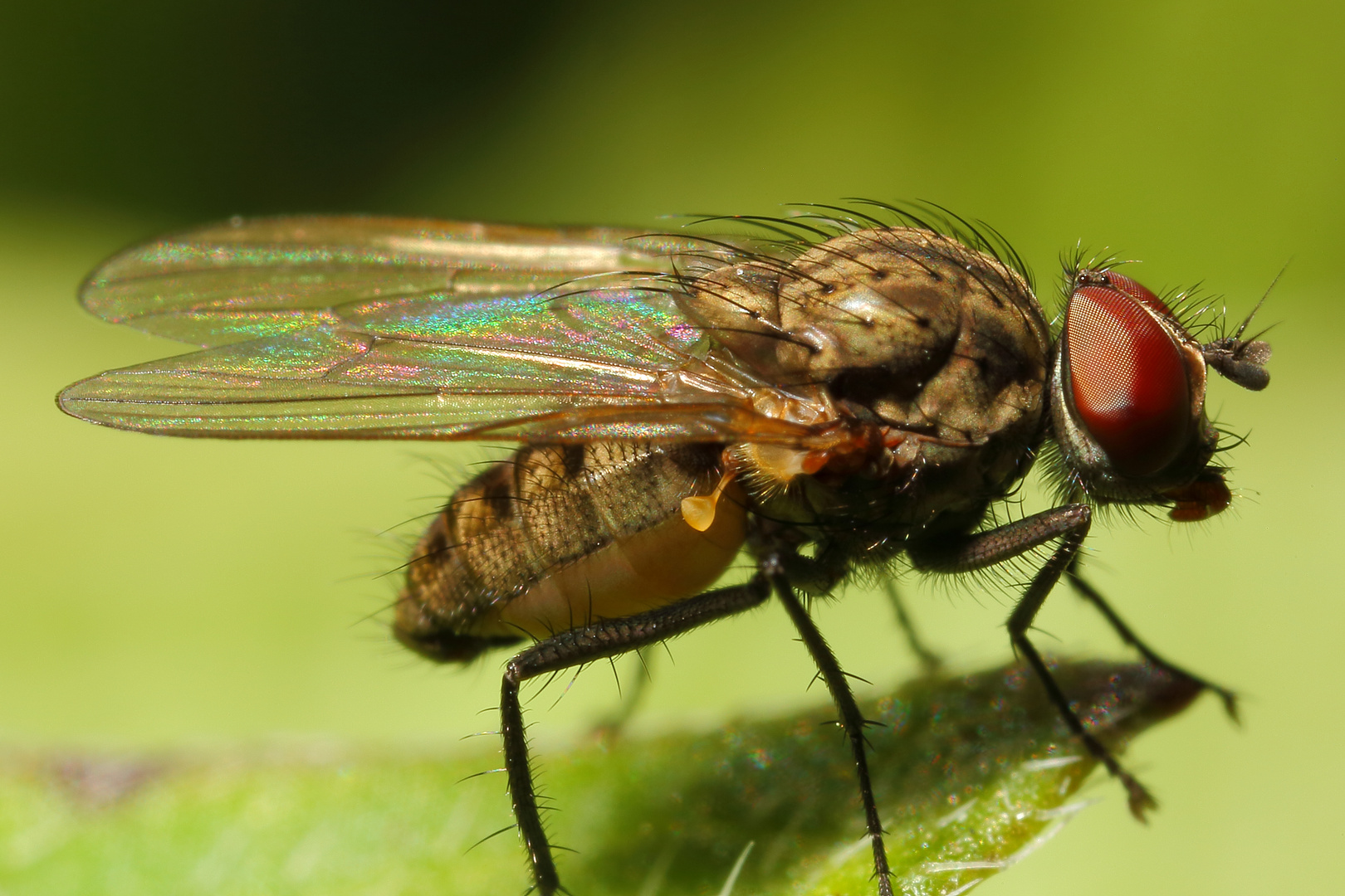 Echte Fliege (Muscidae) (I) Foto & Bild tiere, wildlife, insekten