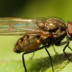 Echte Fliege (Muscidae) (I)