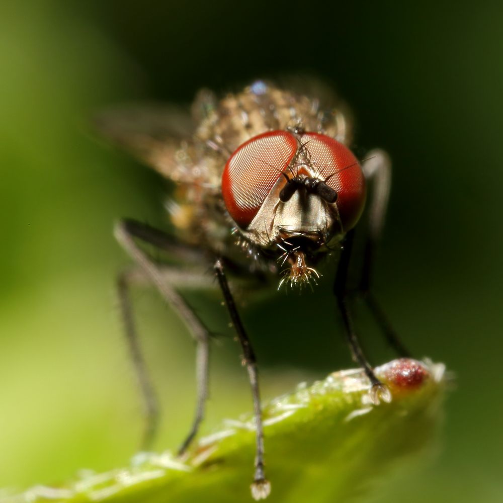 Echte Fliege (Muscidae) (II)