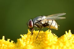 Echte Fliege vermutlich (Muscina levida)