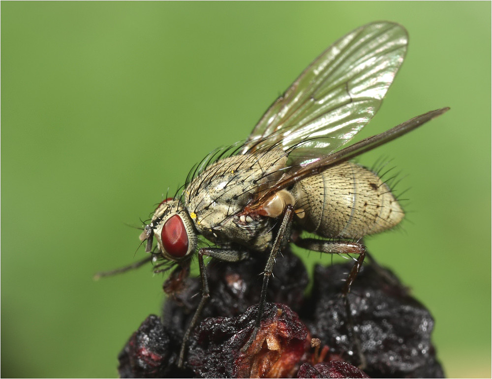 Echte Fliege wahrscheinlich Gattung Helina (Muscidae)