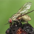 Echte Fliege wahrscheinlich Gattung Helina (Muscidae)