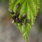 Echte Fliegen-Hydrotaea diabolus