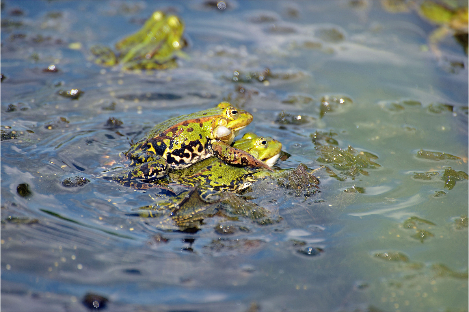 Echte Froschliebe 