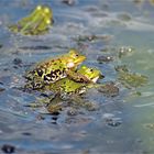 Echte Froschliebe 