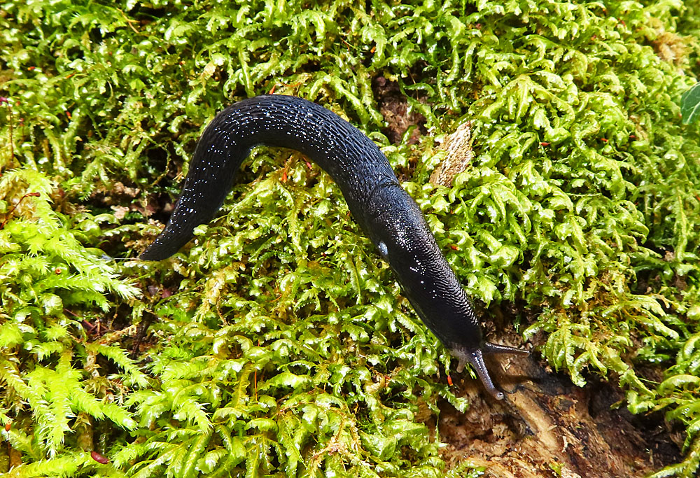 Echte Gartenwegschnecke