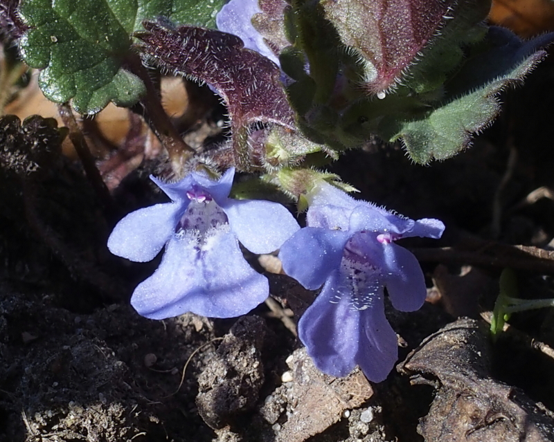 Echte Gundelrebe 'Glechoma hederaceae'