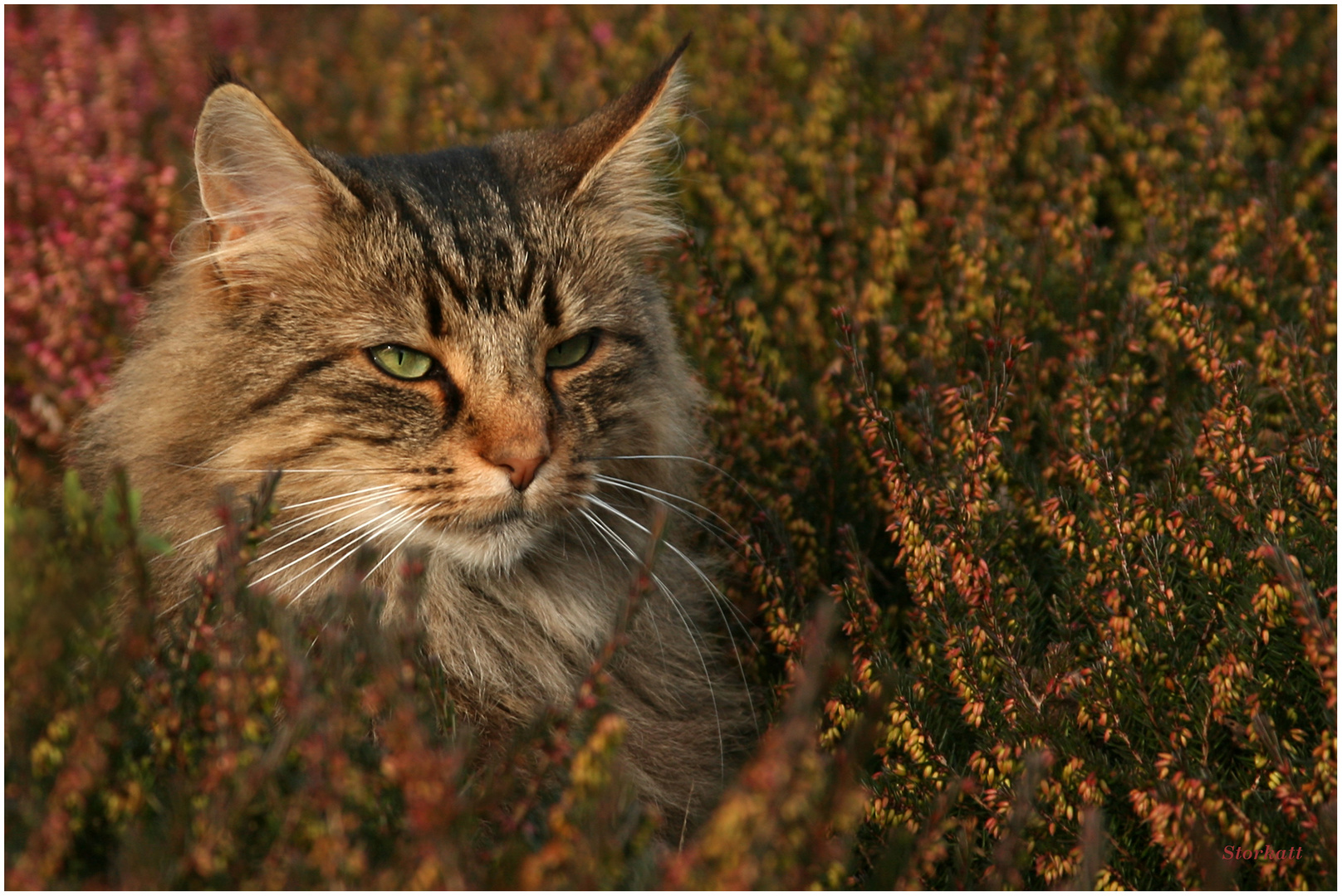 Echte Heidekatze