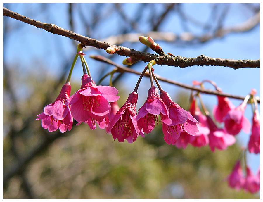 Echte japanische Kirschblüten