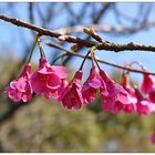 Echte japanische Kirschblüten