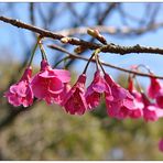 Echte japanische Kirschblüten