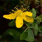 Echte Johanniskraut (Hypericum perforatum)