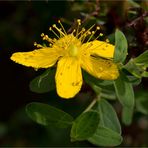 Echte Johanniskraut (Hypericum perforatum)