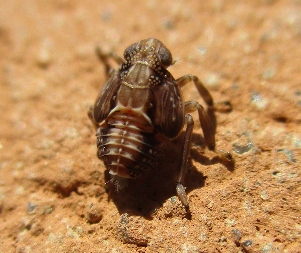 echte Käferzikade (Issus coleoptratus); Nymphe Foto & Bild | insekten ...
