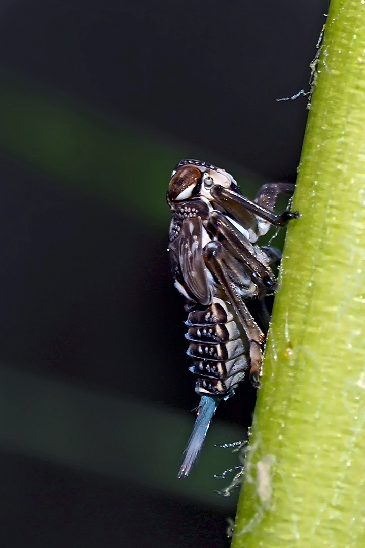 Echte Käferzikade, Nymphe mit Wachsschweif (Issus coleoptratus) - Cigale bossue à l'état de nymphe!