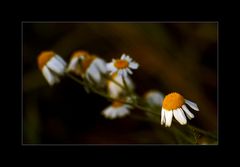 Echte Kamille (Matricaria chamomilla)