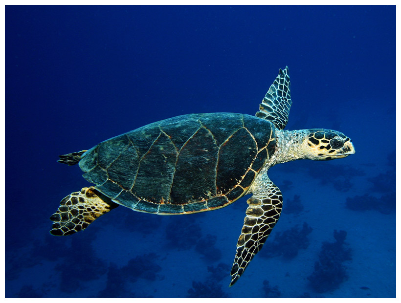 Echte Karettschildkröte 4 Foto & Bild unterwasser, naturkreativ