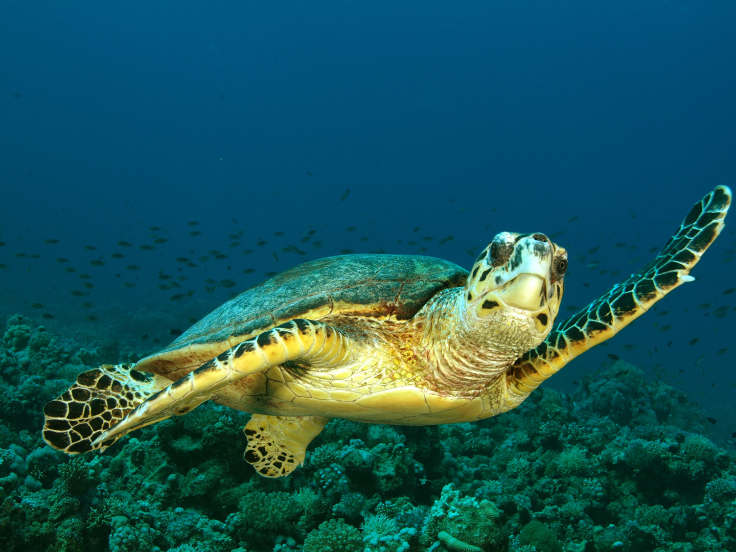 Echte Karettschildkröte Foto & Bild natur, rotes meer, unterwasser