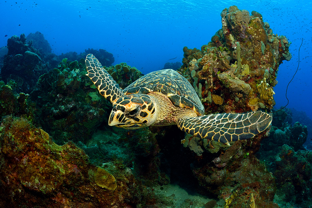 Echte Karettschildkröte (Eretmochelys imbricata) vor Curacao