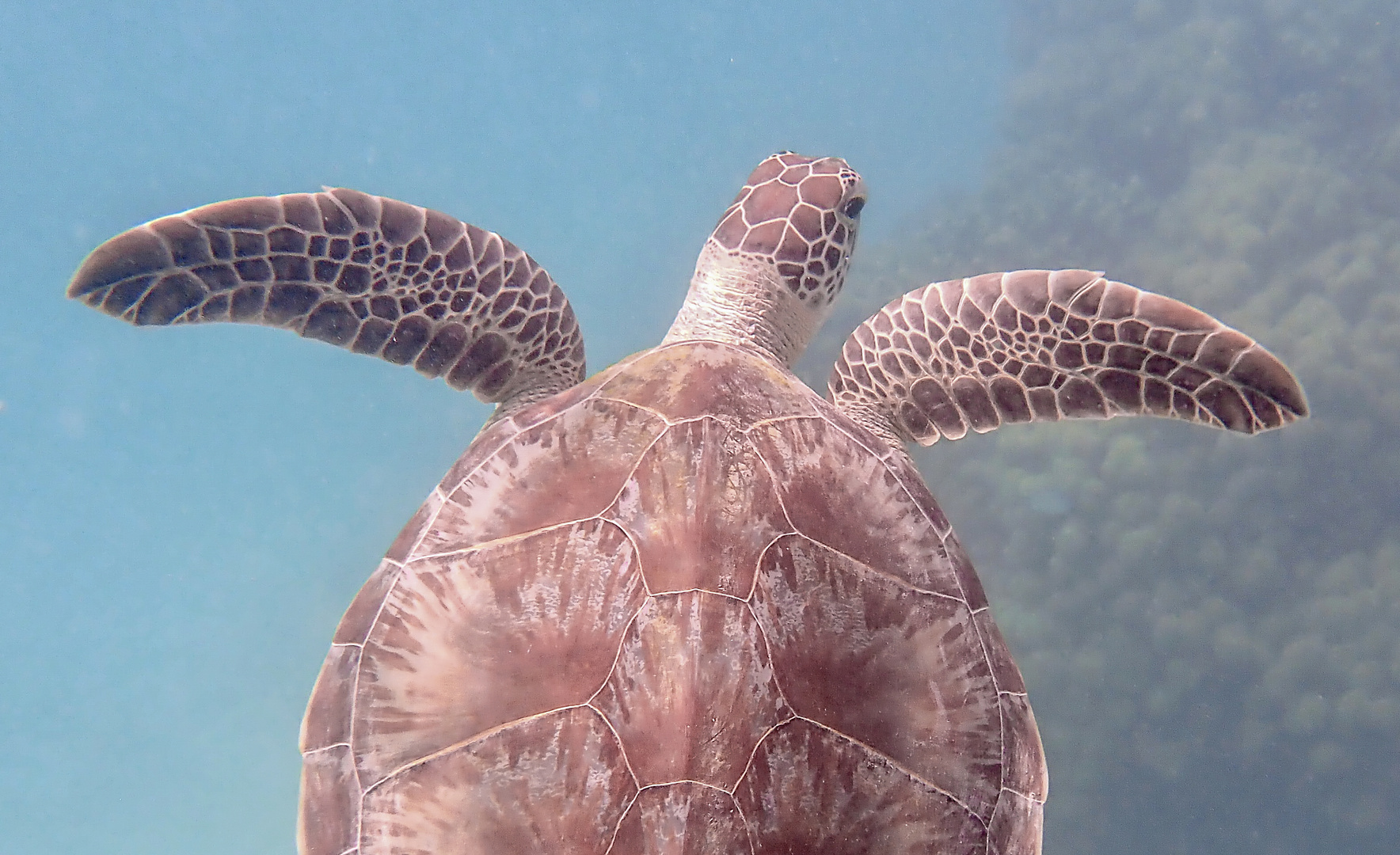 Echte Karretschildkröte 