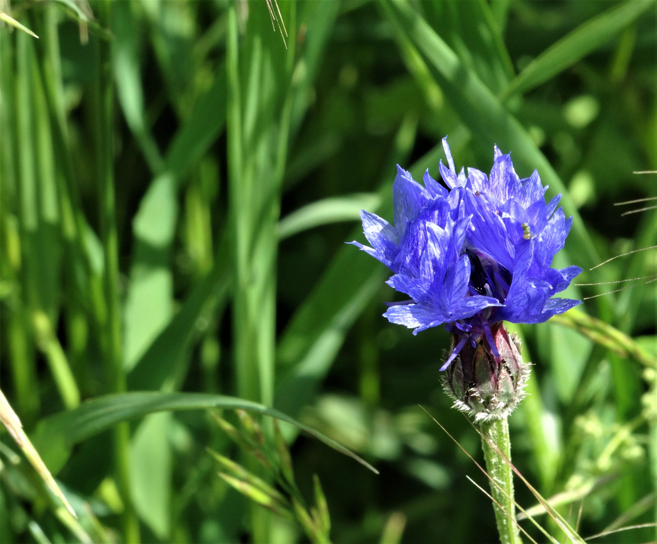 Echte Kornblume 