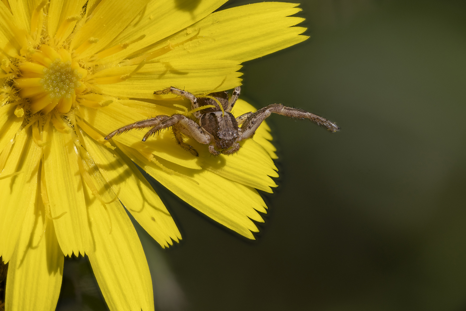 Echte Krabbenspinne (Xysticus)