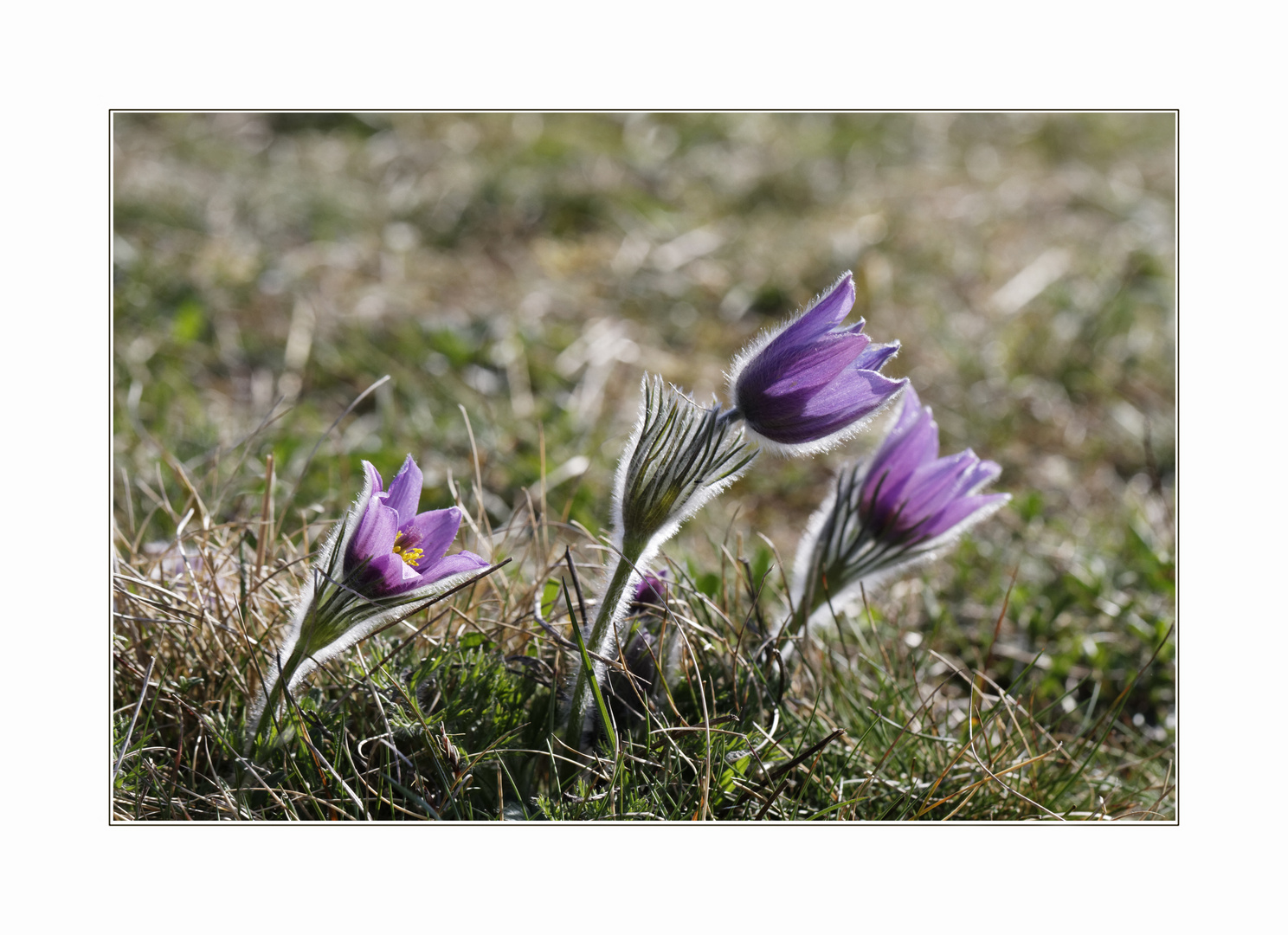 Echte Küchenschelle (Pulsatilla vulgaris)