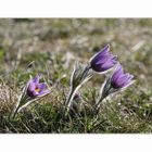 Echte Küchenschelle (Pulsatilla vulgaris)