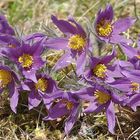 Echte Küchenschelle (Pulsatilla vulgaris)