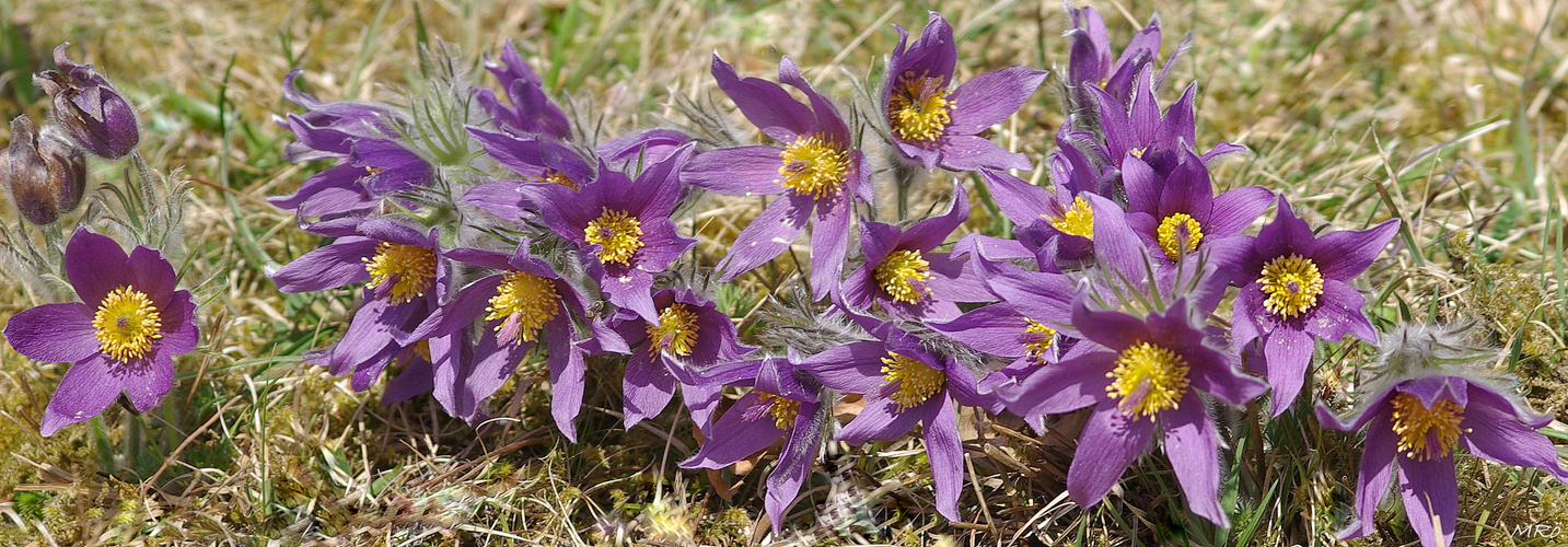 Echte Küchenschelle (Pulsatilla vulgaris)