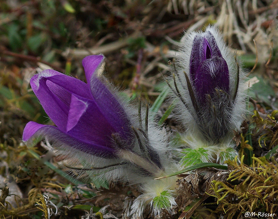 Echte Küchenschellen (Pulsatilla vulgaris)