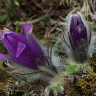 Echte Küchenschellen (Pulsatilla vulgaris)