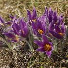 Echte Küchenschellen (Pulsatilla vulgaris)