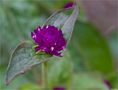 Echte Kugelamarant (Gomphrena globosa) von Thomas Ripplinger 