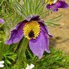 Echte Kuhschelle (Pulsatilla vulgaris)