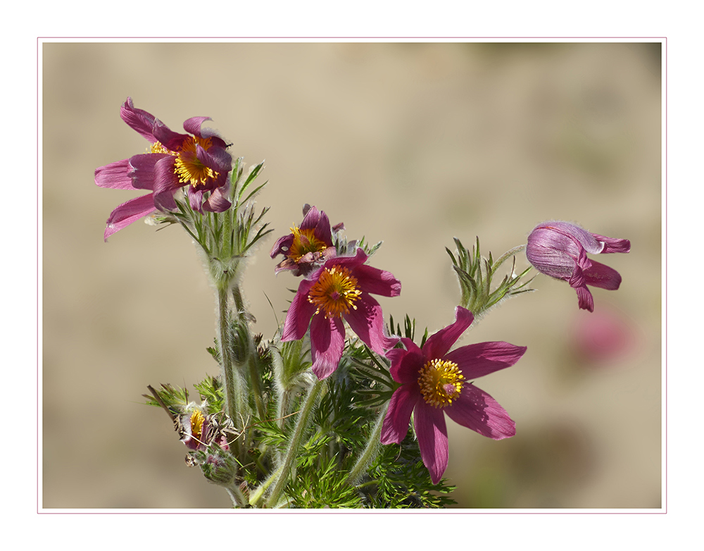 Echte Kuhschellen - Pulsatilla vulgaris