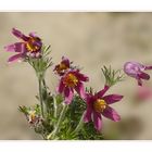 Echte Kuhschellen - Pulsatilla vulgaris