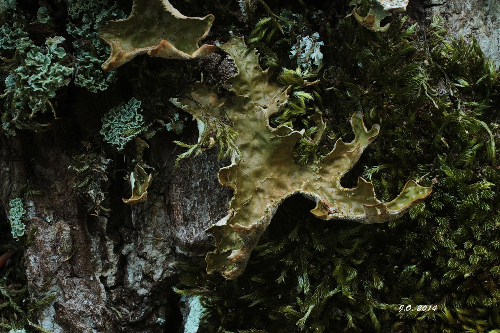 Echte Lungenflechte (Lobaria pulmonaria)