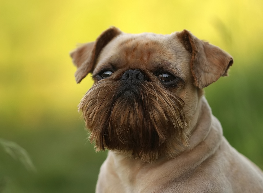Männer mit kleinen hunden