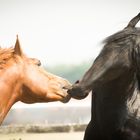 echte männerfreundschaft 3*knutschen