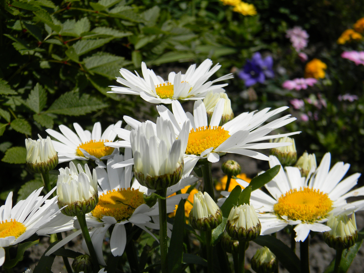 Echte Margerite Foto & Bild pflanzen, pilze & flechten, blüten