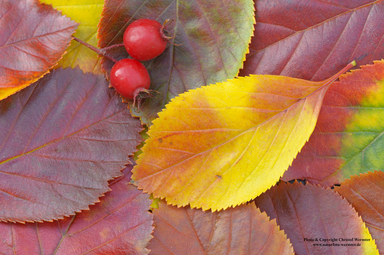 Echte Mehlbeere im Oktober