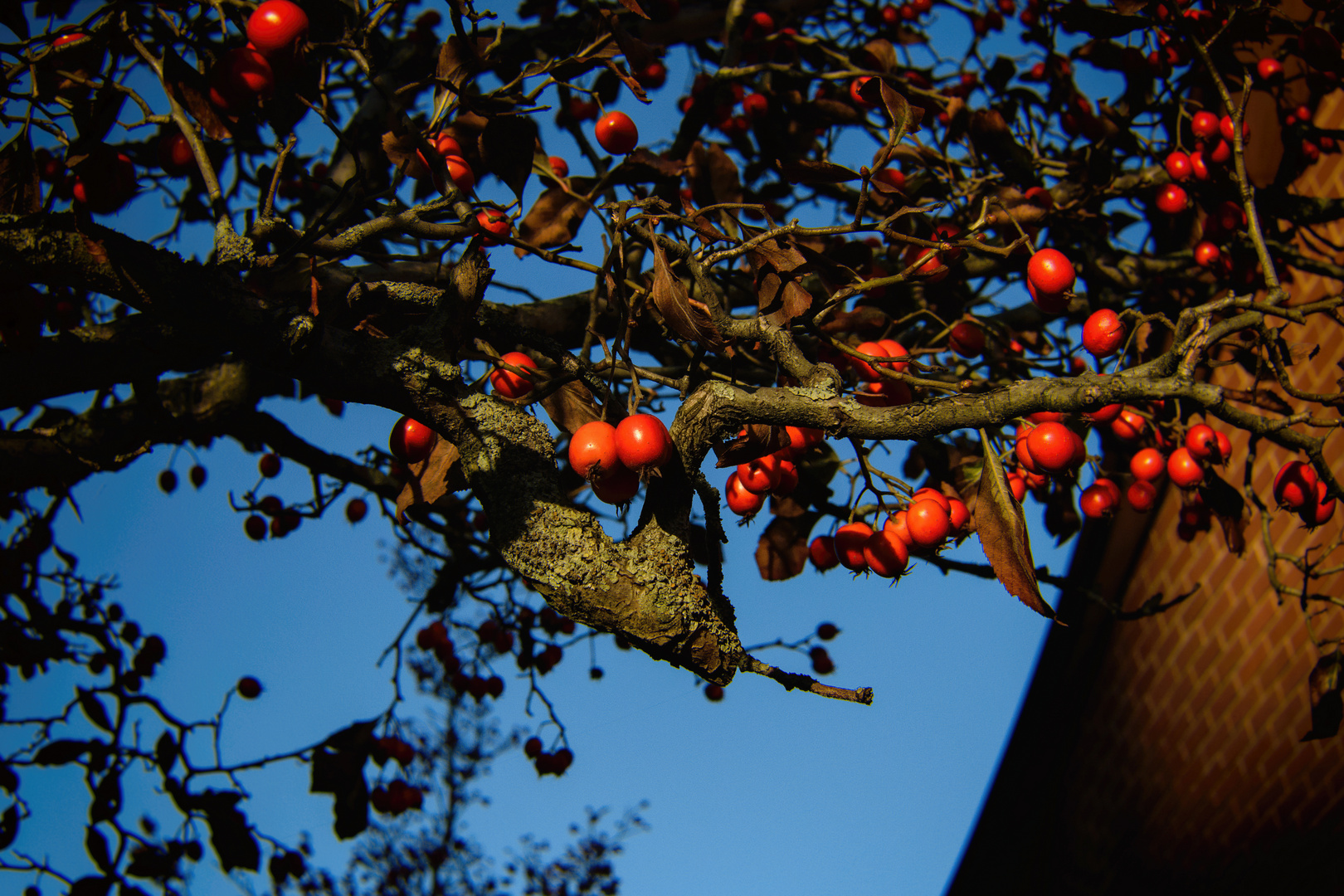 Echte Mehlbeere (Sorbus aria), common whitebeam