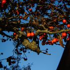 Echte Mehlbeere (Sorbus aria), common whitebeam