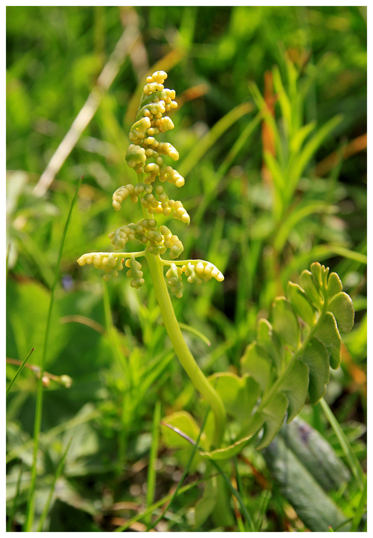 Echte Mondraute (Botrychium lunaria)