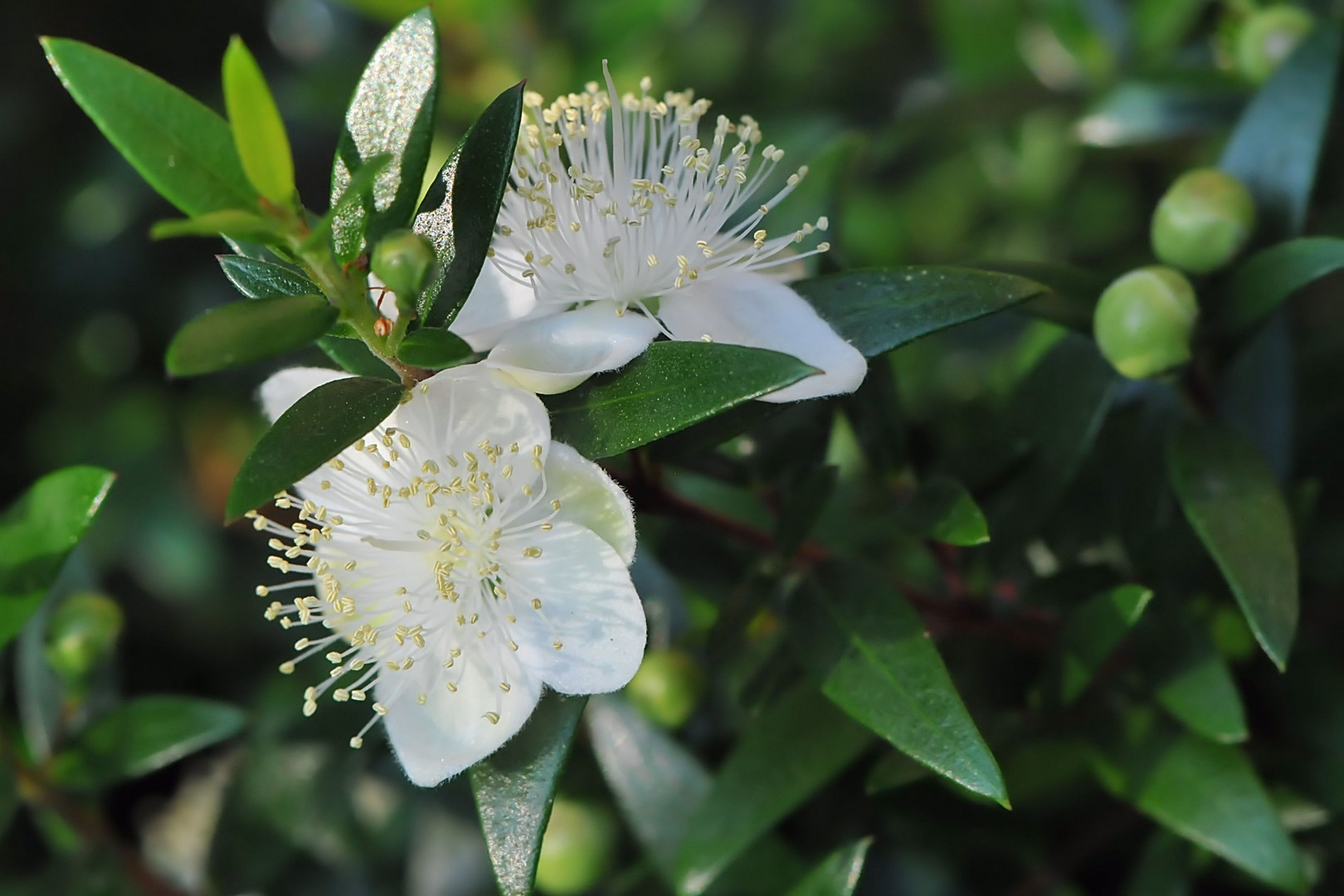 Echte Myrte ( Myrtus communis ) Foto & Bild pflanzen, pilze