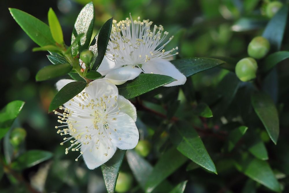 Echte Myrte ( Myrtus communis )