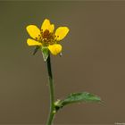 Echte Nelkenwurz (Geum urbanum) 5386