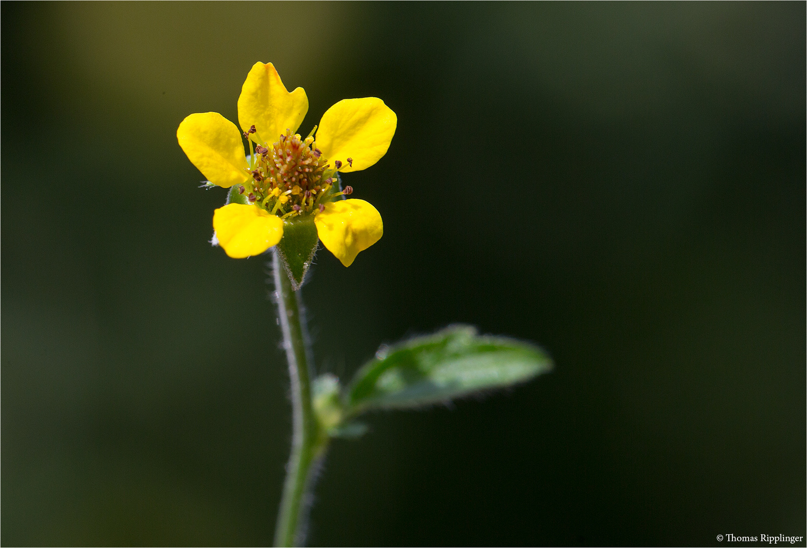 Echte Nelkenwurz (Geum urbanum) 5389