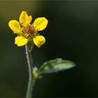 Echte Nelkenwurz (Geum urbanum) 5389